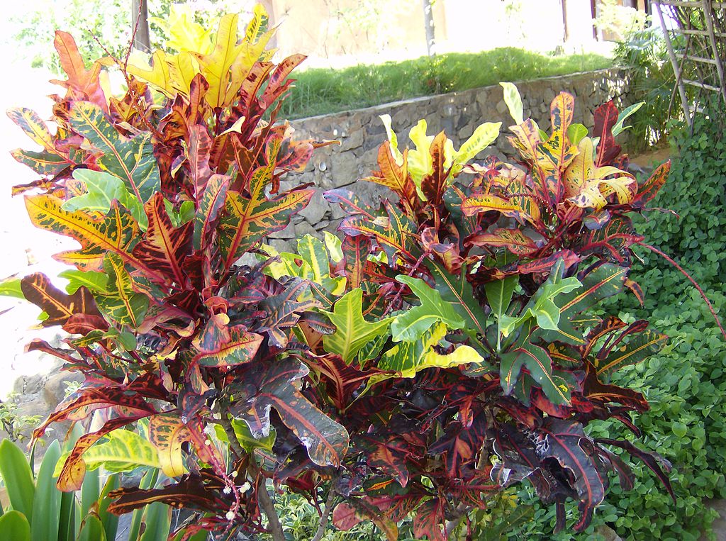 5 Pool Landscaping Plants Perfect for Orlando, FL